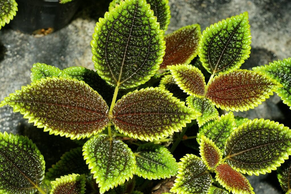 Pilea involucrata (Sims) Городская лунная долина