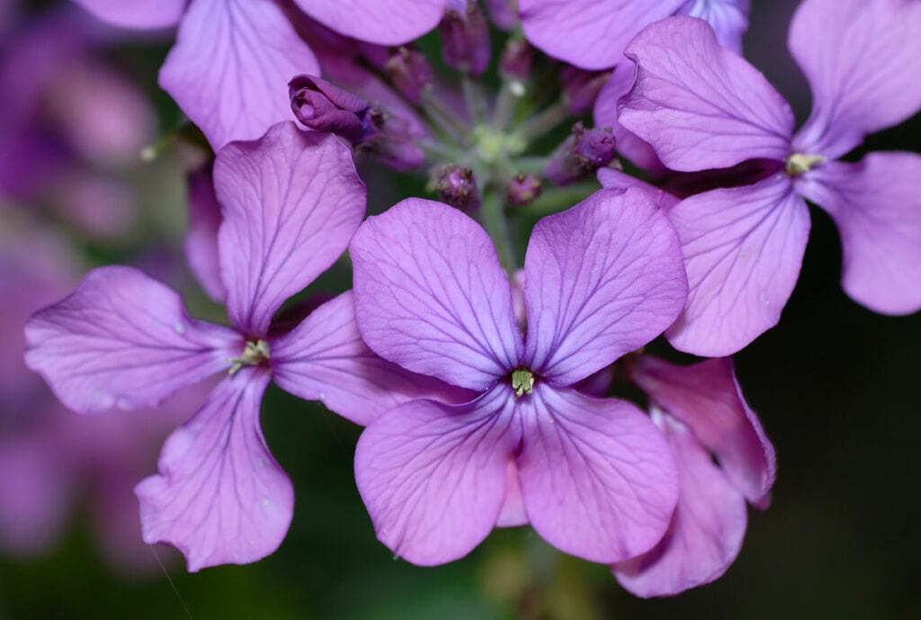 Lunaria annua - цветы (она же)