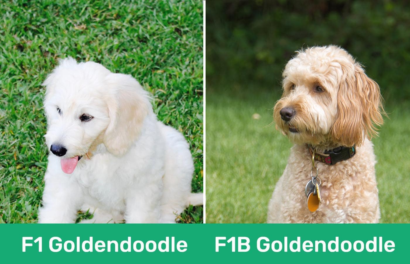 F1 Goldendoodle против F1b Goldendoodle бок о бок