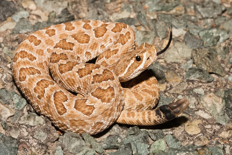 Прерийная гремучая змея (Crotalus viridis)