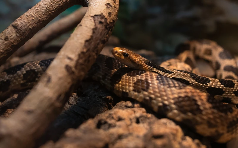 Прерийная гремучая змея (Crotalus viridis)