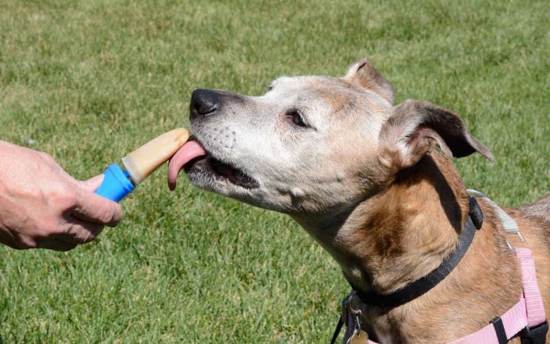 Read more about the article 10 рецептов мороженого для собак на лето (с иллюстрациями)
