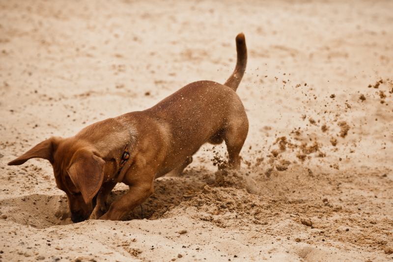 Read more about the article Как отучить собак копать: 5 советов эксперта