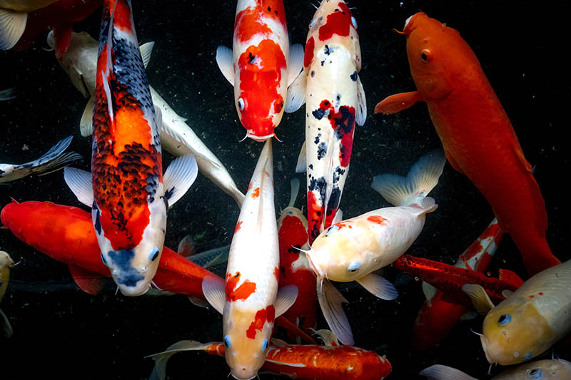 Read more about the article Как долго живут рыбки кои?  Средняя и максимальная продолжительность жизни