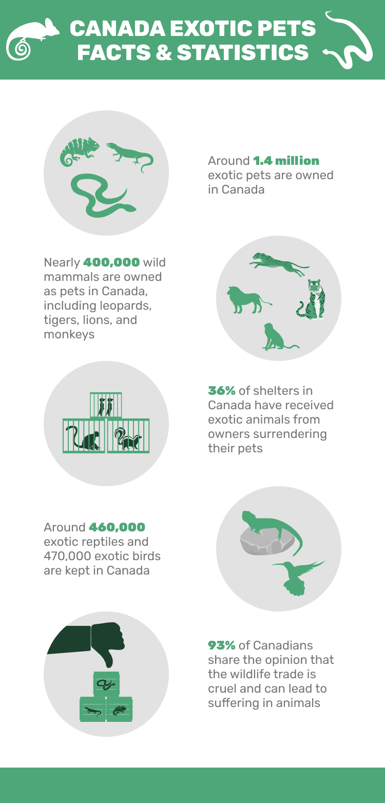 КАНАДА_ЭКЗОТИЧЕСКИЙ_PETS_FACTS_&_СТАТИСТИКА