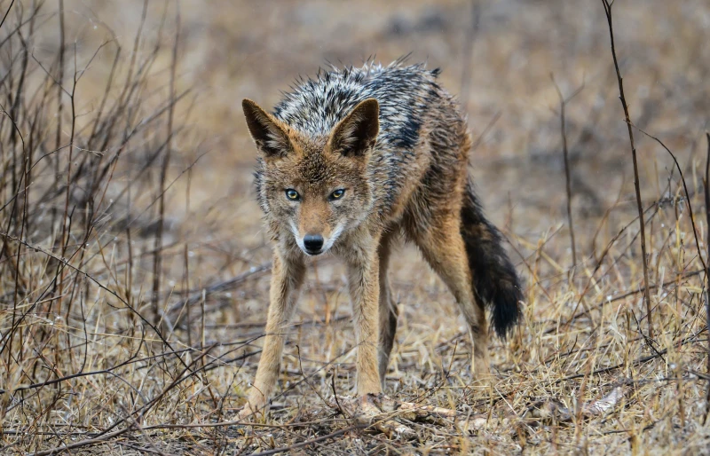 Read more about the article Будут ли койоты нападать на собак?  8 способов защитить вашего щенка