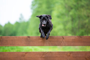 Read more about the article Как удержать собаку от прыжков и перелезания через забор: 12 полезных советов