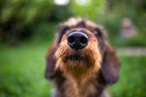 Read more about the article Могут ли собаки обнаруживать угарный газ?  Что говорит наука