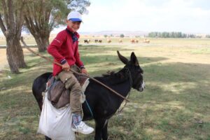 Read more about the article Можно ли ездить на осле, как на лошади?  Ключевые отличия и советы экспертов