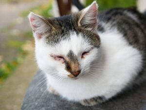 Read more about the article Могу ли я использовать неоспорин на моей кошке?  Объяснение рисков, рассмотренных ветеринаром