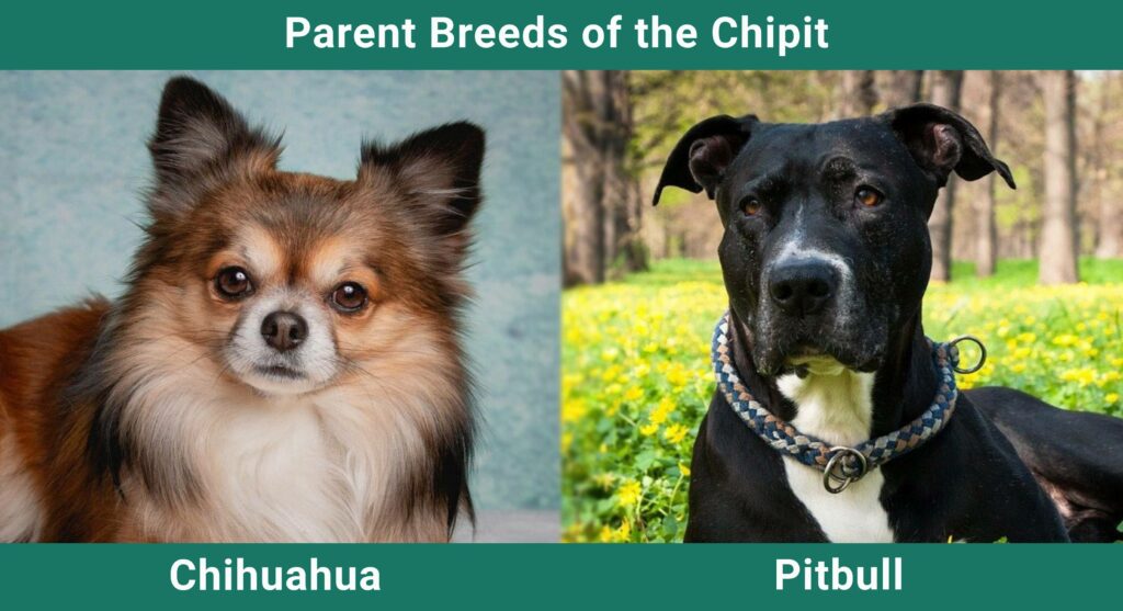 Parent_breeds_Chipit