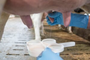 Read more about the article Сколько молочных коров в Канаде (15 интересных статистических данных в 2023 году)