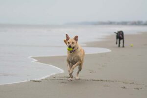 Read more about the article 10 лучших пляжей для собак в Южной Каролине: места на поводке и без него