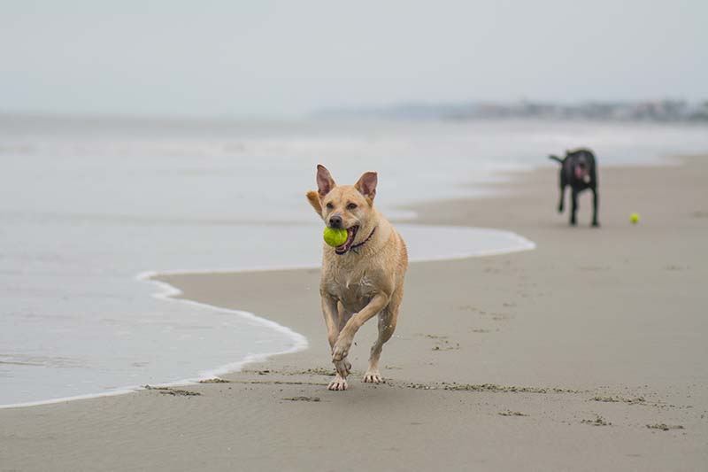 You are currently viewing 10 лучших пляжей для собак в Южной Каролине: места на поводке и без него