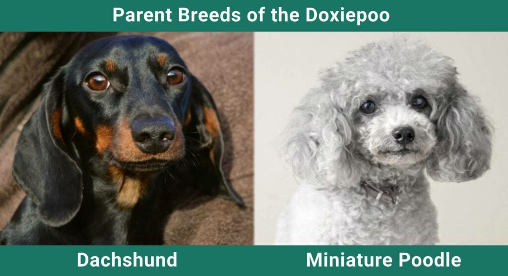 Parent_breeds_Doxyepoo