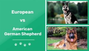 Read more about the article Европейская и американская немецкая овчарка: чем они отличаются?