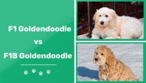 Read more about the article F1 против F1B Goldendoodle: ключевые отличия (с иллюстрациями)