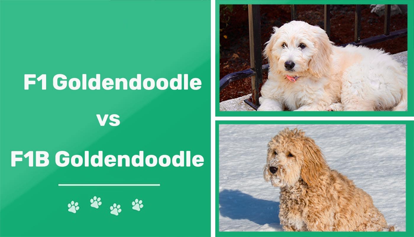 You are currently viewing F1 против F1B Goldendoodle: ключевые отличия (с иллюстрациями)