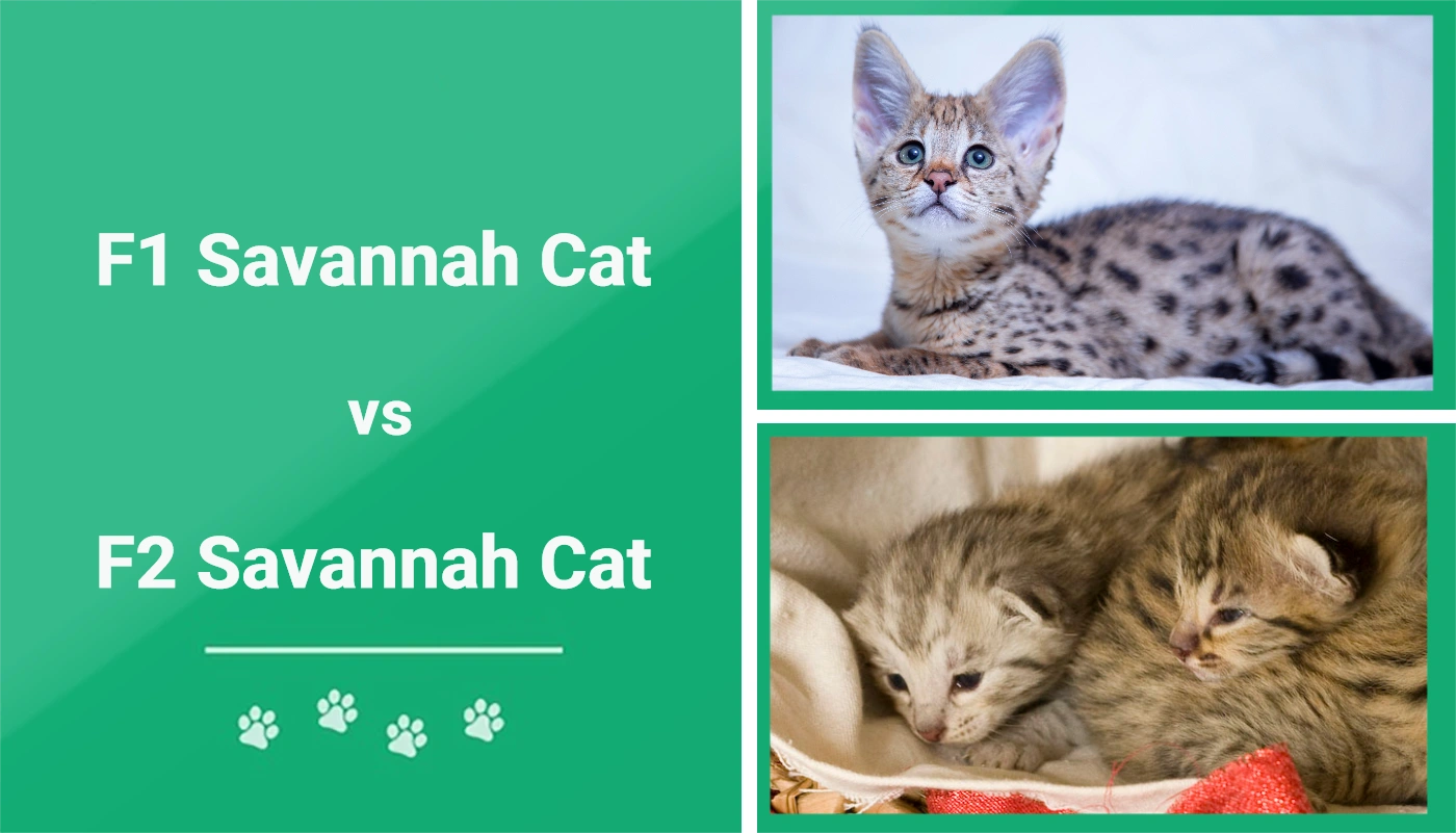 You are currently viewing F1 против F2 Savannah Cat: различия (с иллюстрациями)