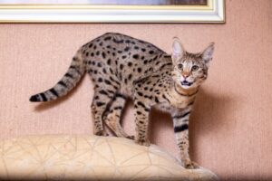 Read more about the article F2 Savannah Cat: редкость, темперамент, информация и многое другое (с иллюстрациями)