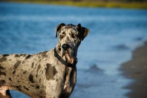 Read more about the article 11 лучших пляжей Ванкувера, где разрешено проживание с собаками в 2023 году: куда пойти на поводке и без него