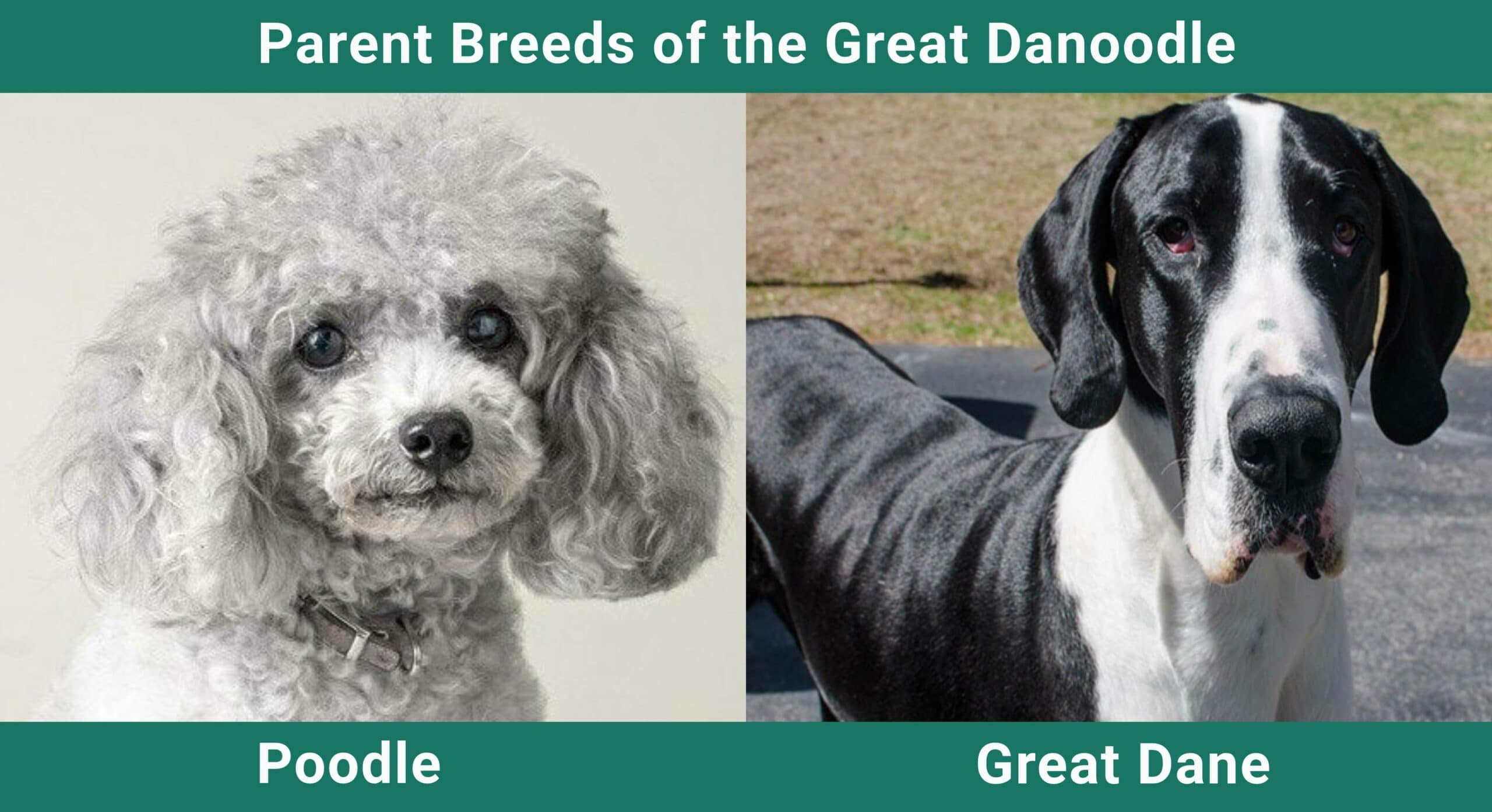 Parent_breeds-Great-Danoodle