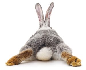 Read more about the article Почему у кроликов есть хвосты и для чего они их используют?  Шокирующий ответ