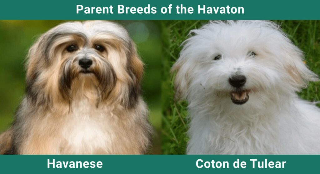 Parent_breeds_Havaton