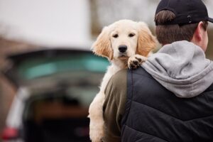 Read more about the article 5 Обескураживающая статистика угона собак и краж собак в Канаде (обновлено в 2023 г.)