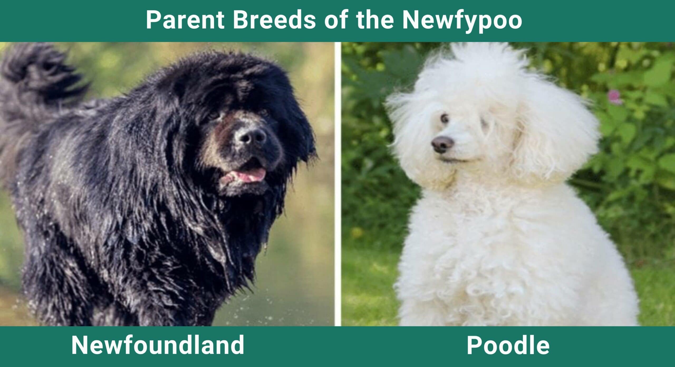 Parent_breeds_Newfypoo