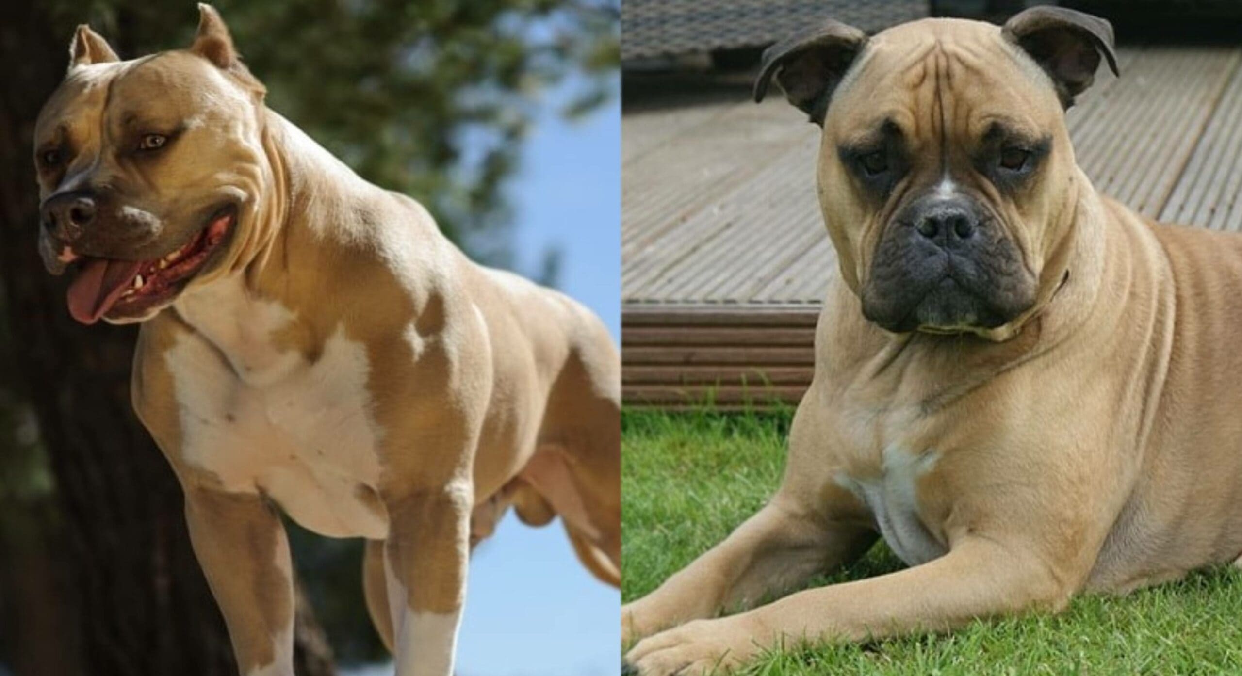 You are currently viewing Olde Pit Bulldogge: полное руководство, информация, фотографии, уход и многое другое!