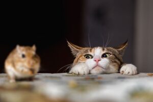 Read more about the article Могут ли кошки чувствовать запах мышей?  Что говорит нам наука