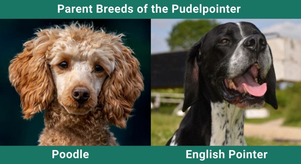 Parent_breeds_Pudelpointer