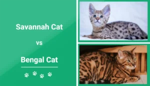 Read more about the article Саванная кошка против бенгальской кошки: различия (с иллюстрациями)