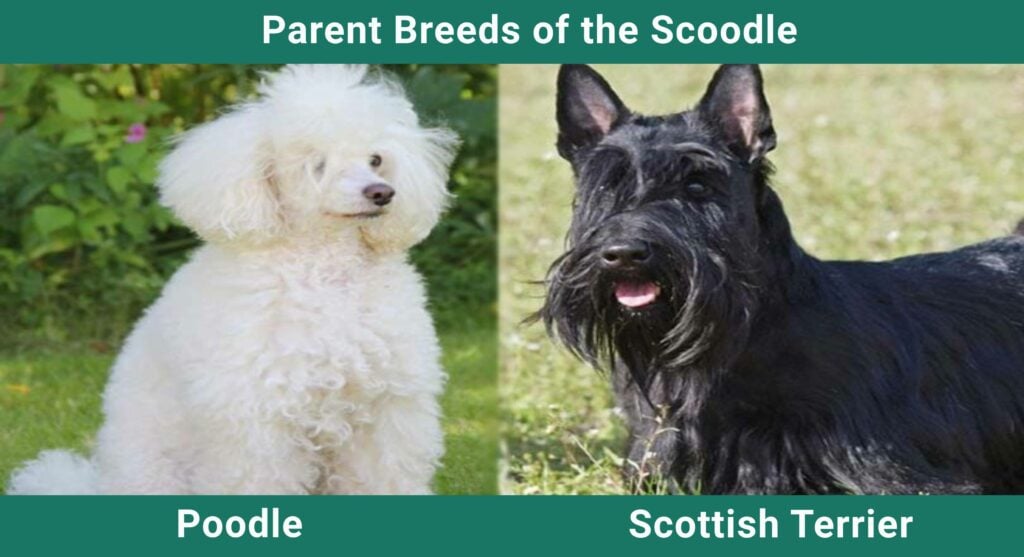 Parent_breeds_Scoodle