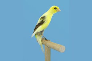 Read more about the article Scotch Fancy Canary – фотографии, руководство по уходу, темперамент и особенности