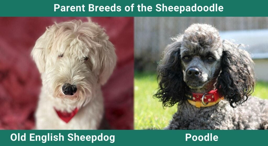 Parent_breeds_Sheeppadoodle