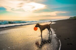 Read more about the article 5 лучших пляжей для собак в Майами, Флорида: места на поводке и без поводка