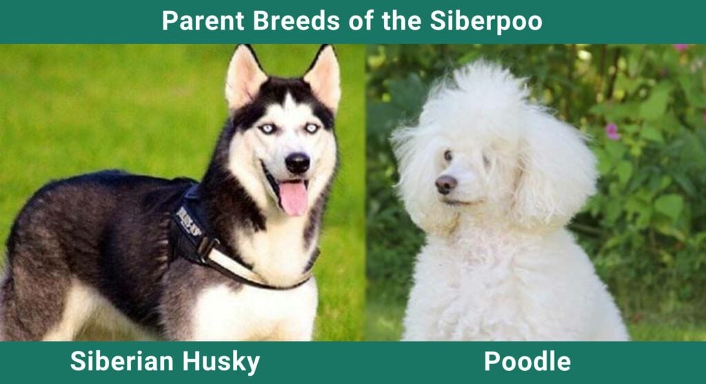 Parent_breeds_Siberpoo