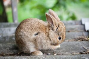 Read more about the article Почему мой кролик трется подбородком обо все подряд?  5 причин такого поведения