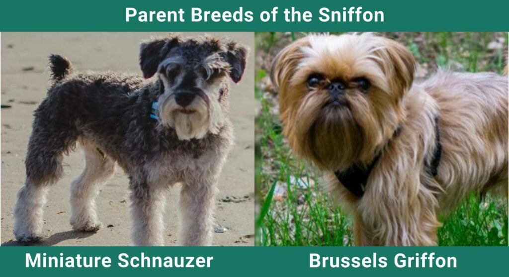 Parent_breeds_Sniffon