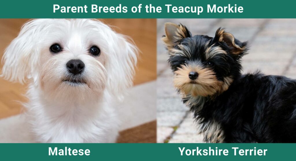 Parent_breeds_Teacup Morkie