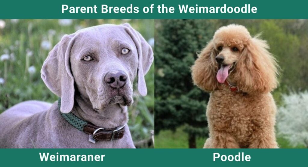 Parent_breeds_Weimardoodle