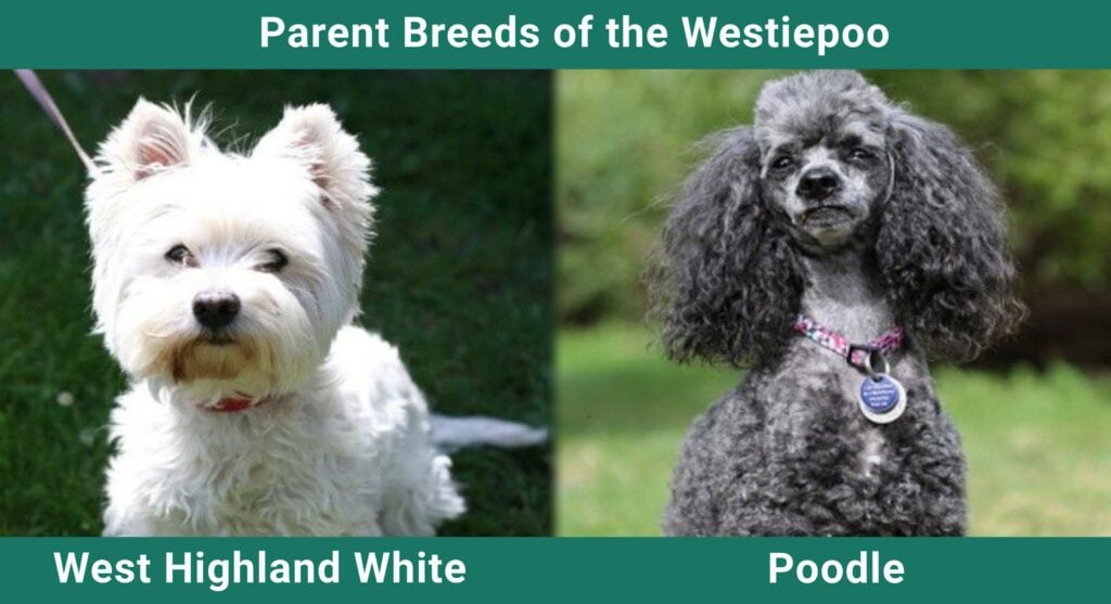 Parent_breeds_Westiepoo