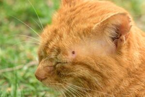Read more about the article Эрлихиоз у кошек: признаки, причины и лечение (ответ ветеринара)
