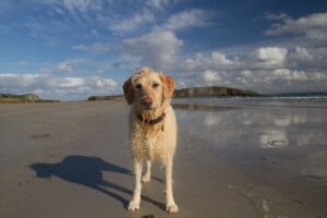 Read more about the article 8 замечательных пляжей для собак на Золотом Берегу, Австралия, в 2023 году