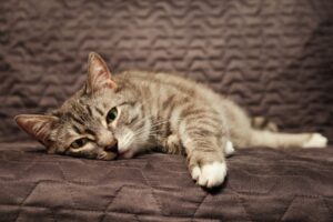 Read more about the article 8 признаков того, что кошка умирает (ответ ветеринара)