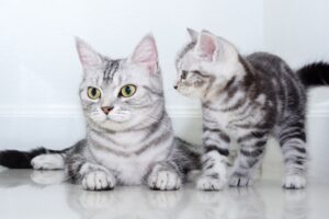 Read more about the article 8 увлекательных фактов об американских короткошерстных кошках (с иллюстрациями!)