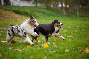 Read more about the article 9 лучших парков для собак без поводка в Индианаполисе и его окрестностях, штат Индиана (обновление 2023 г.)
