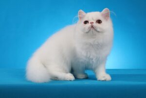 Read more about the article Почему кошкам так нравится, когда их шлепают по попе?  Факты и часто задаваемые вопросы